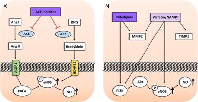 Pharmacogenomics of Hypertension and Preeclampsia: Focus on Gene–Gene Interactions